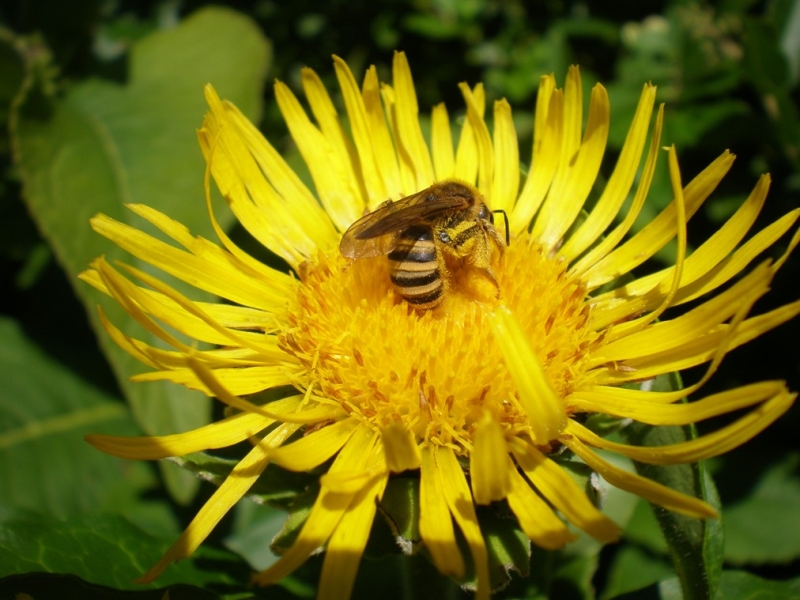 Furchenbiene. Halictus scabiosae Landquart Juli 2014